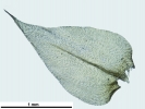Rhynchostegium megapolitanum