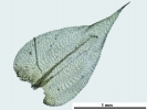 Rhynchostegium megapolitanum