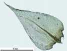 Rhynchostegium megapolitanum
