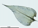 Rhynchostegium megapolitanum