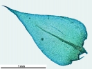 Rhynchostegium megapolitanum