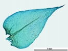 Rhynchostegium megapolitanum