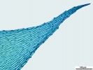 Rhynchostegium megapolitanum