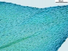 Rhynchostegium megapolitanum