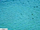 Rhynchostegium megapolitanum