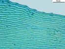 Rhynchostegium megapolitanum