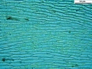Rhynchostegium megapolitanum