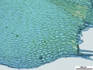 Rhynchostegium megapolitanum