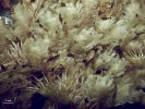 Schistochila caledonica