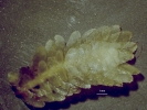 Schistochila caledonica