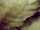 Schistochila caledonica