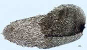 Schistochila caledonica