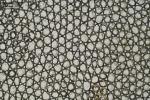 Schistochila caledonica
