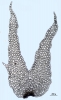 Schistochila caledonica