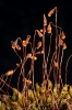 Ptychostomum turbinatum