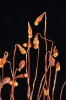 Ptychostomum turbinatum