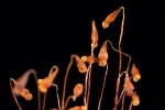 Ptychostomum turbinatum