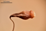 Ptychostomum turbinatum
