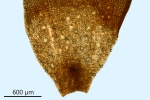 Ptychostomum turbinatum