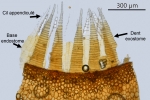 Ptychostomum turbinatum