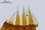 Ptychostomum turbinatum