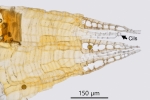 Ptychostomum turbinatum