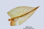 Ptychostomum turbinatum