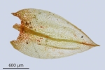 Ptychostomum turbinatum