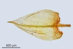 Ptychostomum turbinatum