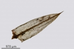 Ptychostomum turbinatum