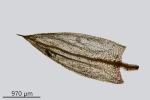 Ptychostomum turbinatum