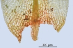 Ptychostomum turbinatum