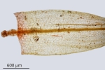 Ptychostomum turbinatum