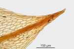 Ptychostomum turbinatum