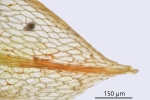 Ptychostomum turbinatum