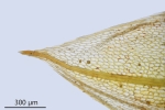 Ptychostomum turbinatum
