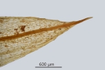 Ptychostomum turbinatum