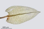 Ptychostomum schleicheri