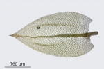 Ptychostomum schleicheri