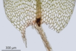 Ptychostomum schleicheri