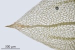 Ptychostomum schleicheri