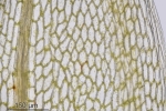 Ptychostomum schleicheri