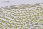 Ptychostomum schleicheri