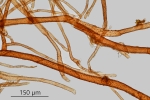 Ptychostomum schleicheri