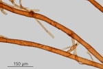 Ptychostomum schleicheri
