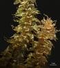 Ptychomnion aciculare