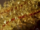 Ptychomnion aciculare