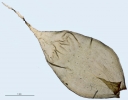Ptychomnion aciculare