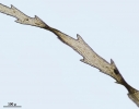 Ptychomnion aciculare