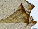 Ptychomnion aciculare